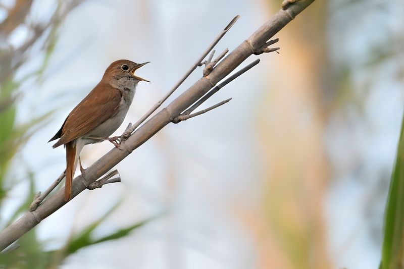 Gallery Nightingale