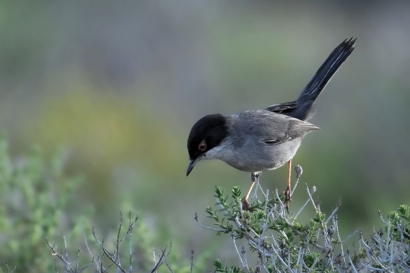 Gallery Sardinian Warbler
