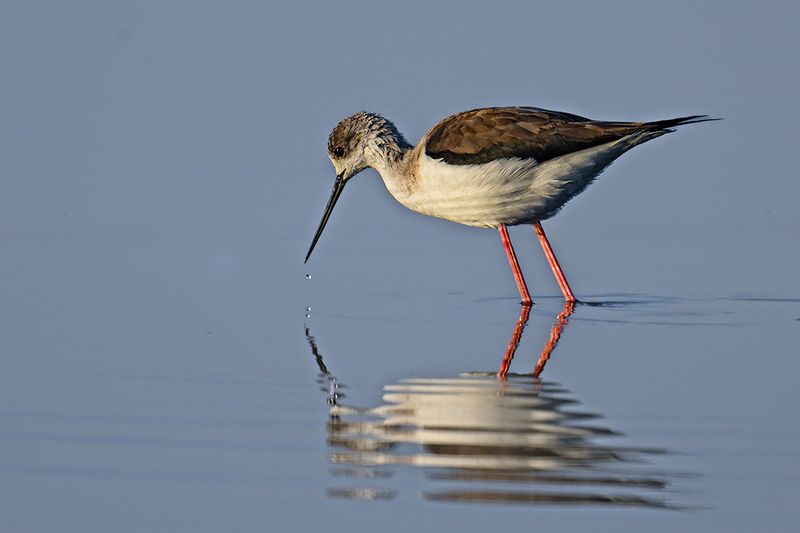 Gallery Black winged Stilt
