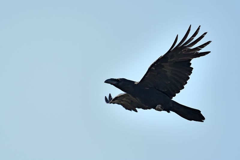 Gallery Raven