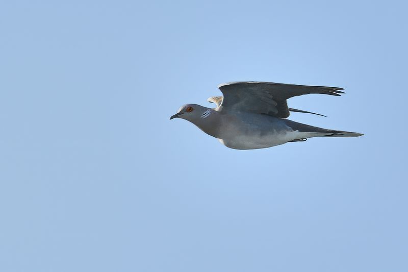 Gallery Turtle Dove