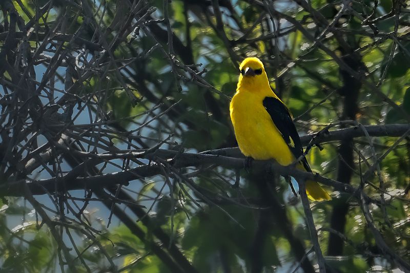 Eurasian Golden Oriole (Oriolus oriolus)