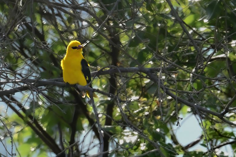 Eurasian Golden Oriole (Oriolus oriolus)