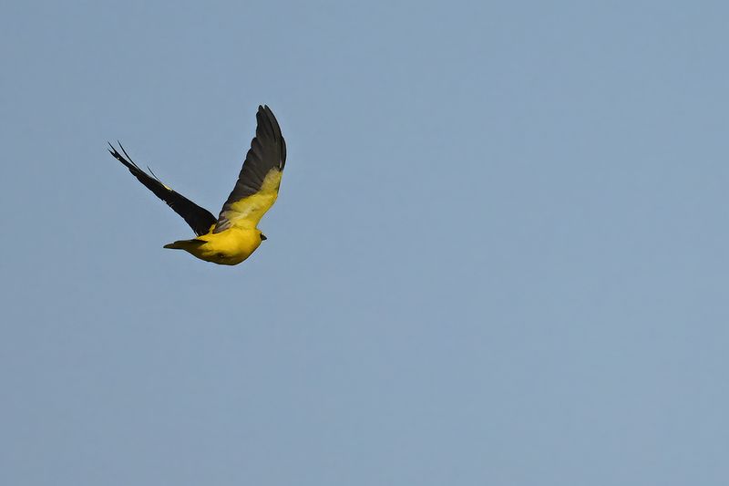 Eurasian Golden Oriole (Oriolus oriolus)
