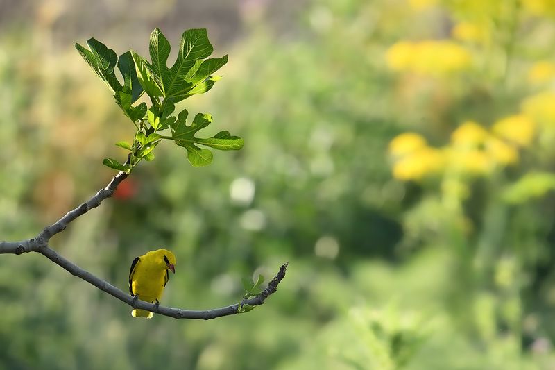 Eurasian Golden Oriole (Oriolus oriolus)