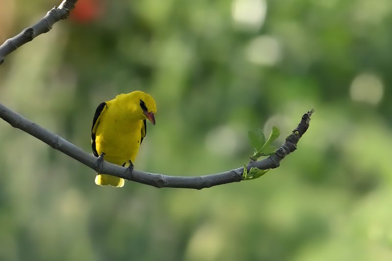 Golden Oriole