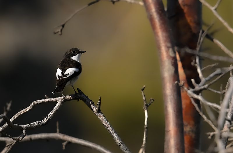 Pied Flycatcher (Ficedula hypoleuca)