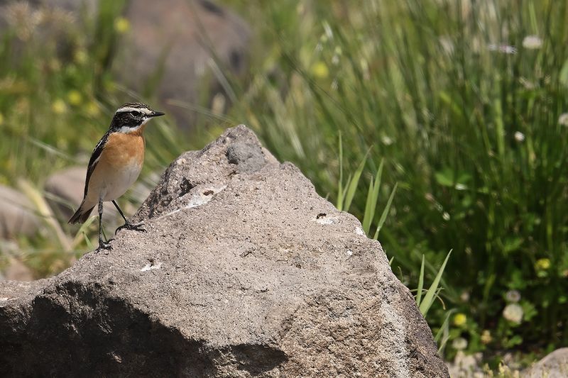 Whinchat (Saxicola rubetra)