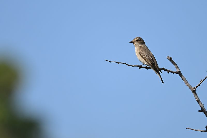Spotted Flycatcher (Muscicapa striata)