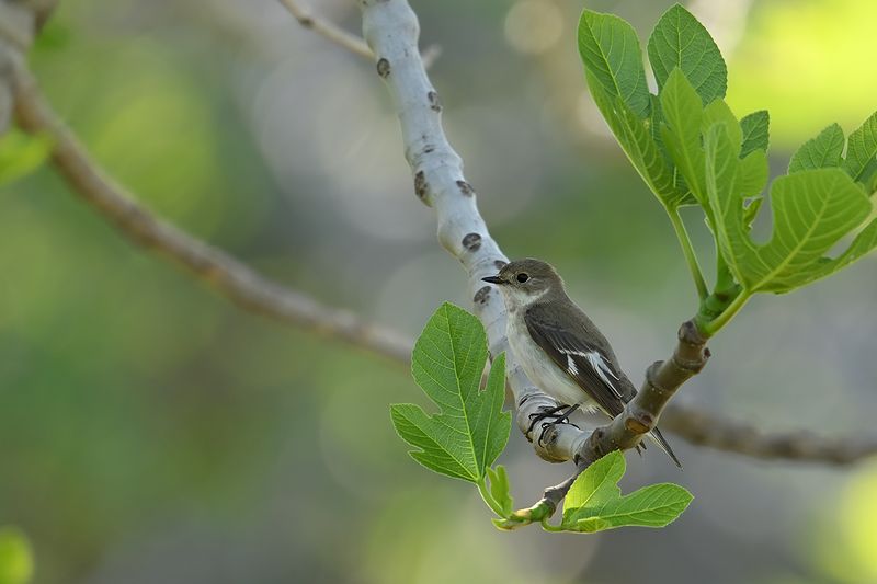 Collared flycatcher (Ficedula albicollis)