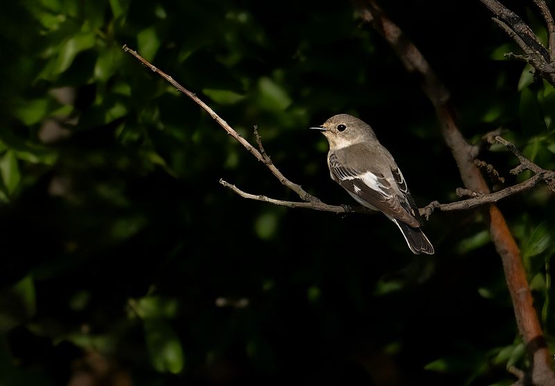 Collared flycatcher (Ficedula albicollis)