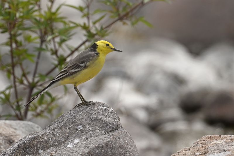 Citrine Wagtail (Motacilla citreola)	
