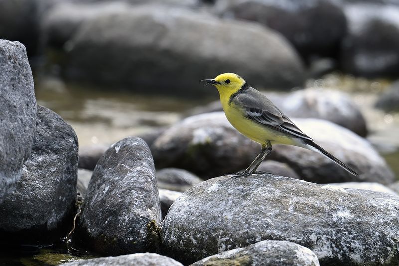 Citrine Wagtail (Motacilla citreola)	