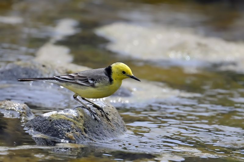 Citrine Wagtail (Motacilla citreola)	