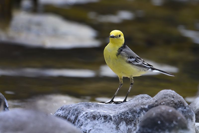 Citrine Wagtail (Motacilla citreola)	