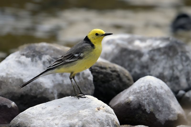 Citrine Wagtail (Motacilla citreola)	