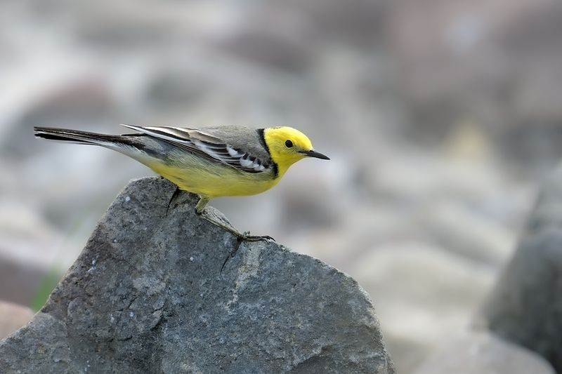 Citrine Wagtail (Motacilla citreola)	