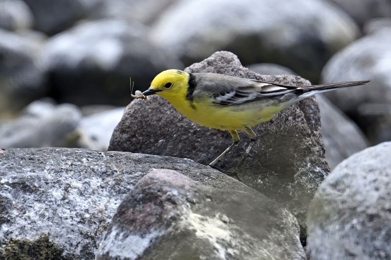 Citrine Wagtail (Motacilla citreola)	