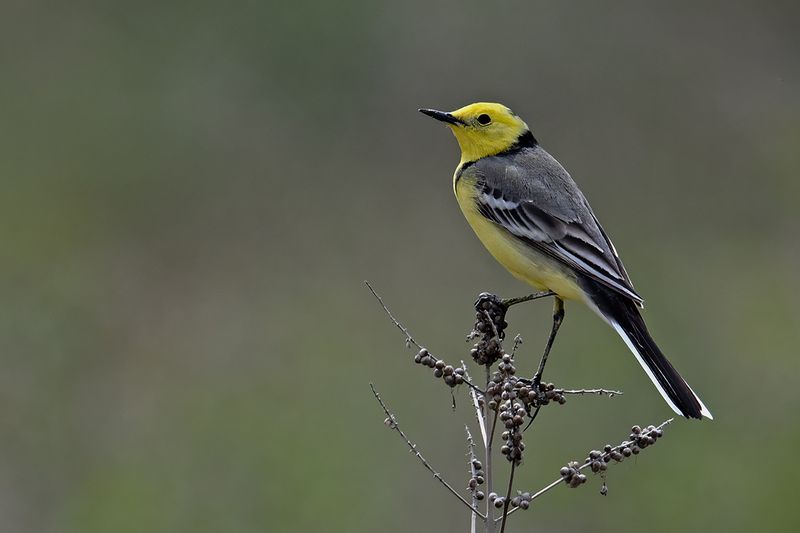 Gallery Citrine Wagtail