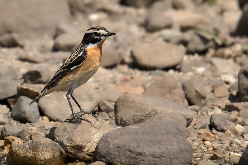 Whinchat (Saxicola rubetra)