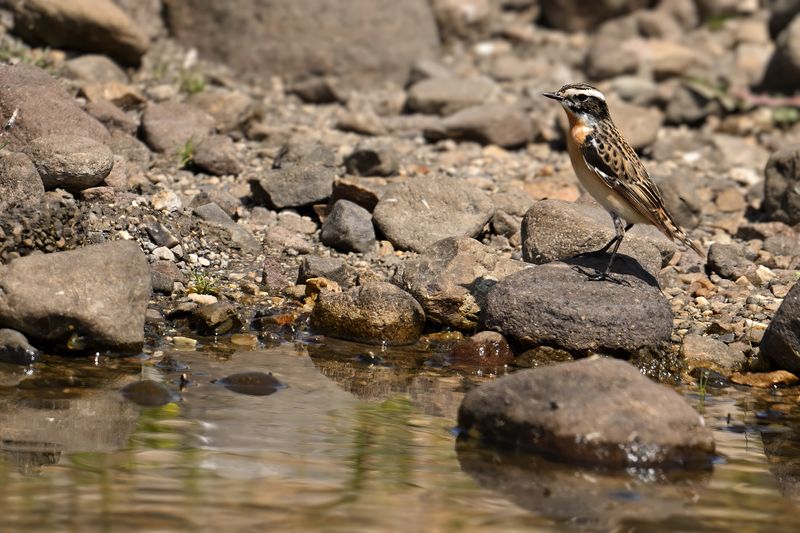 Whinchat (Saxicola rubetra)