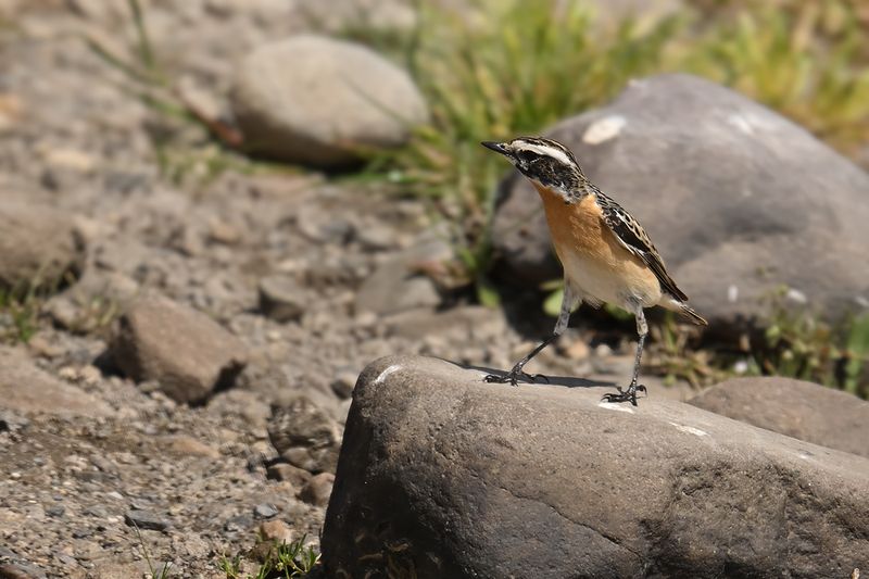 Whinchat (Saxicola rubetra)