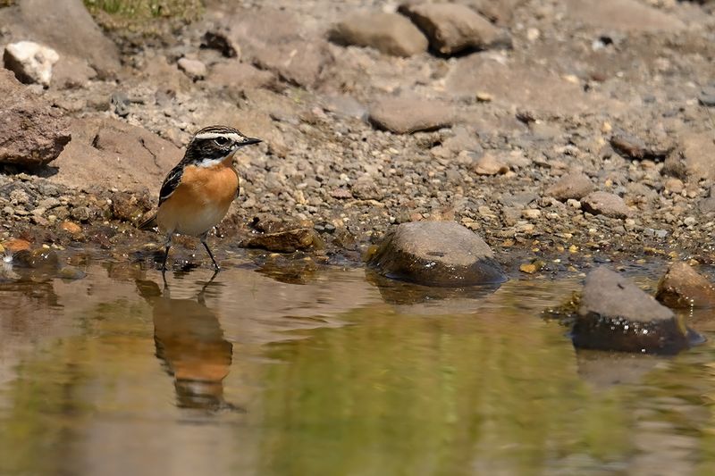 Gallery Winchat