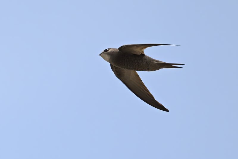 Pallid Swift (Apus pallidus)
