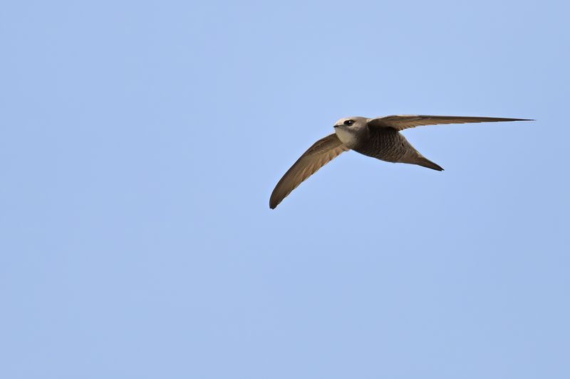 Pallid Swift (Apus pallidus)
