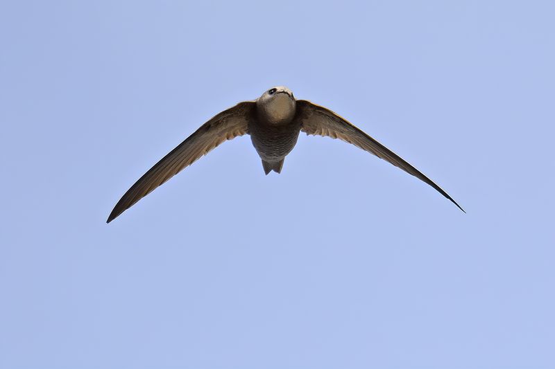 Pallid Swift (Apus pallidus)