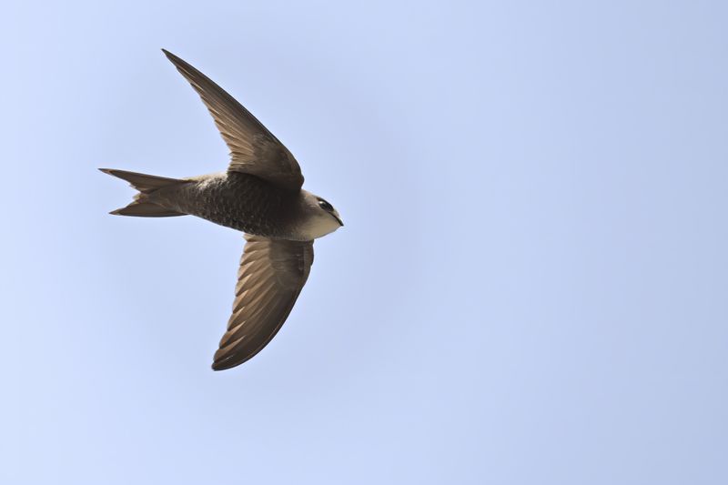 Gallery Pallid Swift