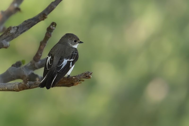Gallery Collared Flycatcher