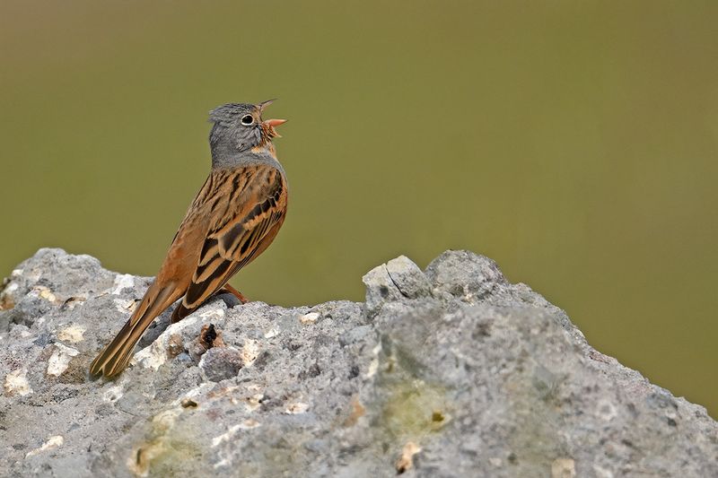 Cretzschmar's Bunting (Emberiza caesia)