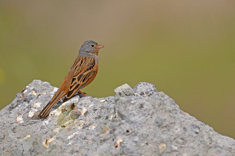 Cretzschmar's Bunting (Emberiza caesia)