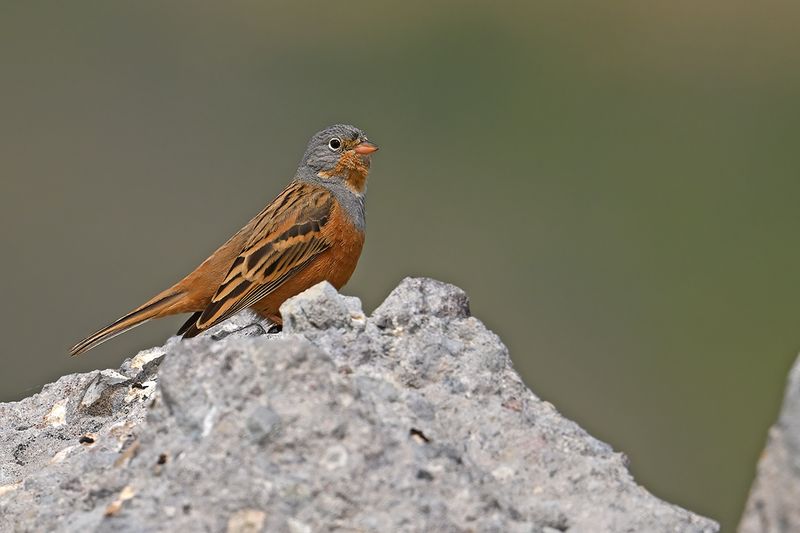 Cretzschmar's Bunting (Emberiza caesia)