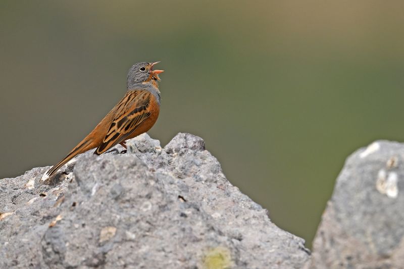 Gallery Cretzschmar's Bunting