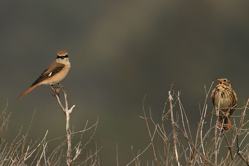 Daurian Shrike (Lanius isabellinus)