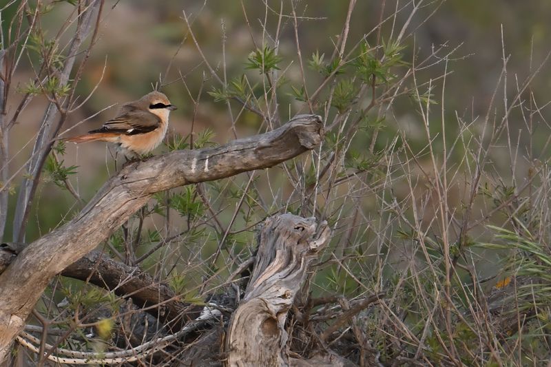 Daurian Shrike (Lanius isabellinus)