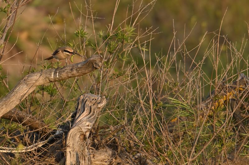 Daurian Shrike (Lanius isabellinus)