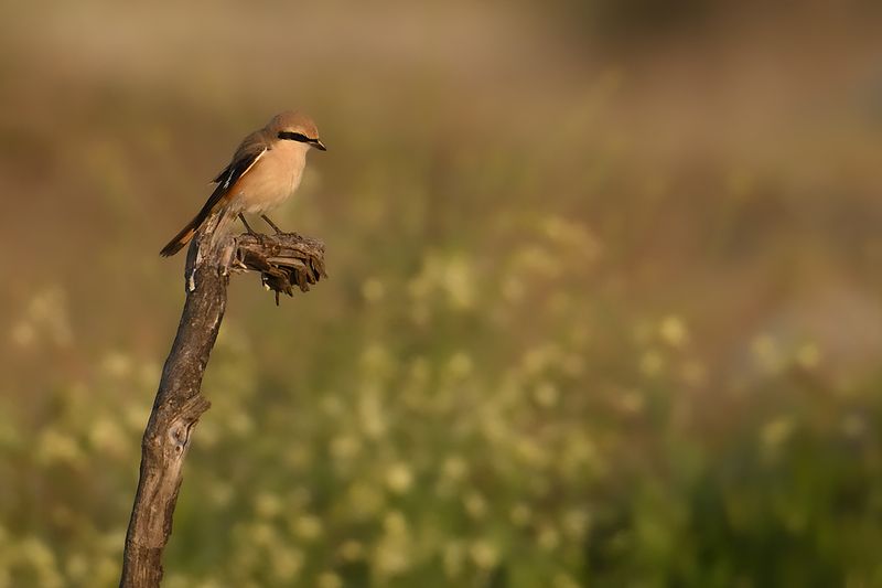 Daurian Shrike (Lanius isabellinus)