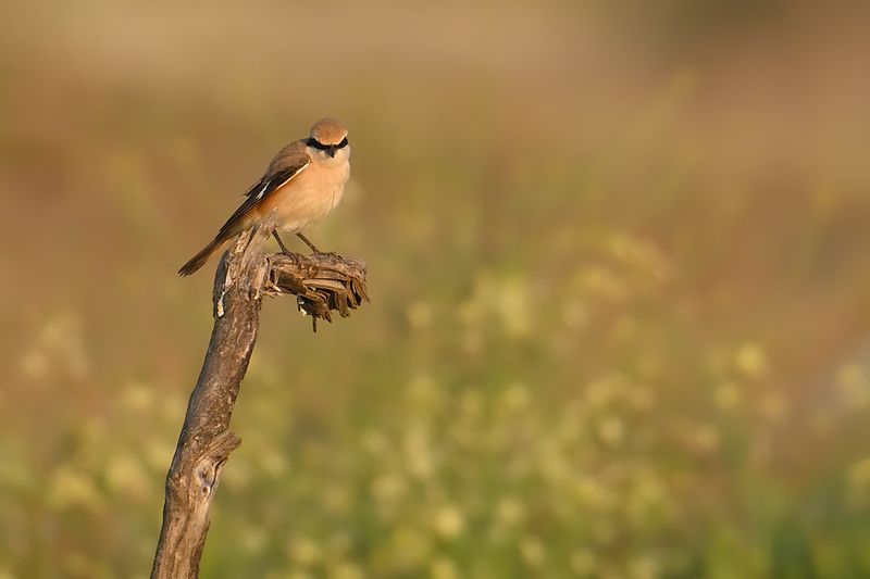 Gallery Daurian Shrike