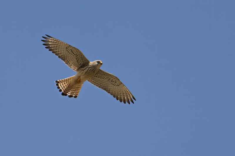 Gallery Lesser Kestrel