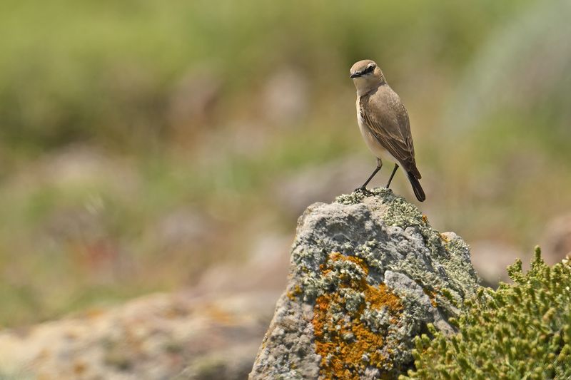 Isabelline Wheatear (Oenanthe isabellina)