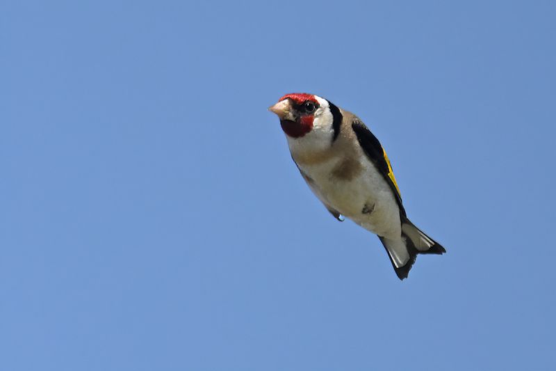 Gallery European Goldfinch