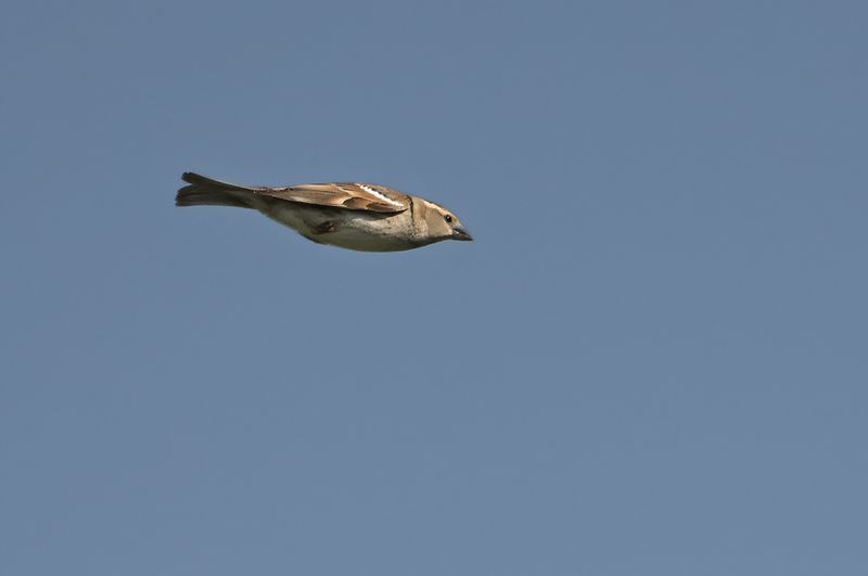 Gallery Spanish Sparrow