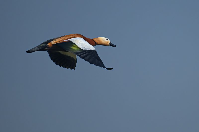 Gallery Ruddy Shelduck