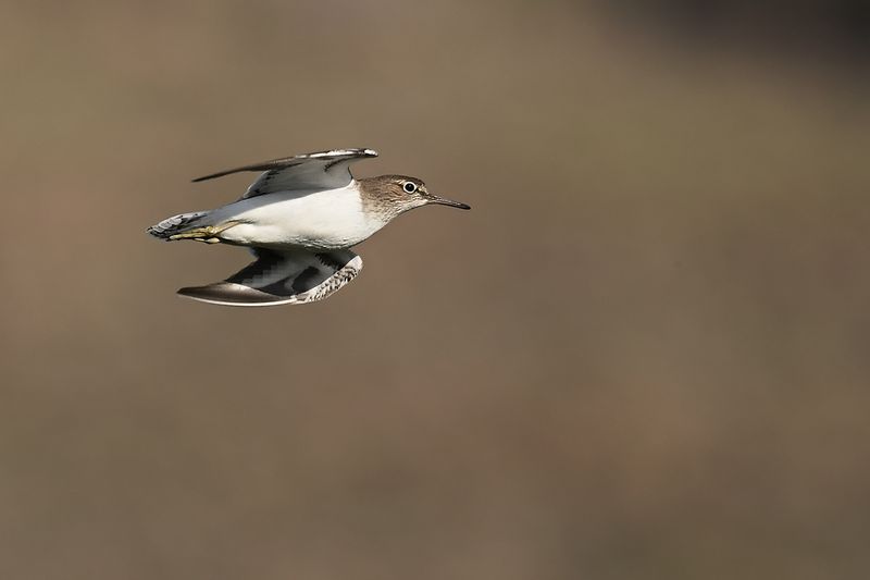 Common Sandpiper (Actitis hypoleucos)