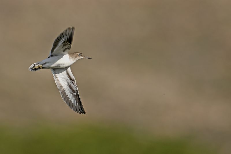 Gallery Common Sandpiper