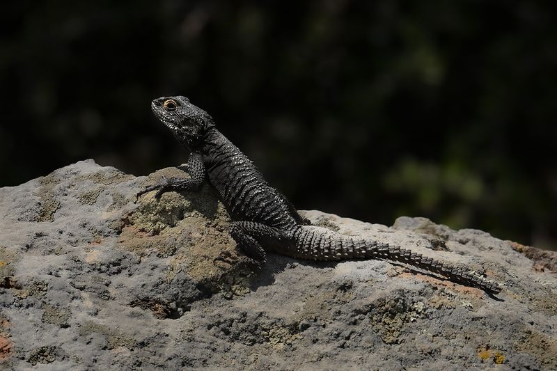 Gallery Starred Agama