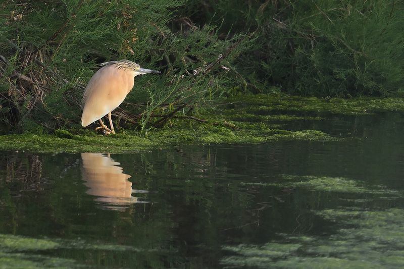Squacco Heron (Ardeola ralloides)